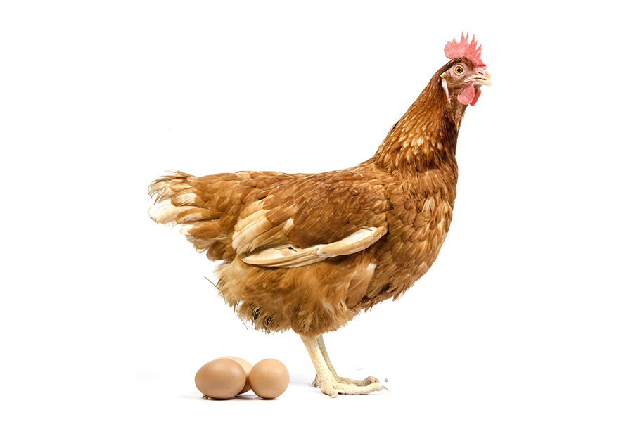 isolated-brown-hen-with-egg-studio