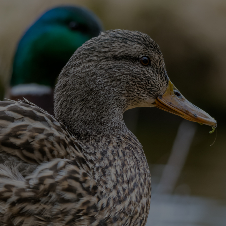 White ducks swimming on a pond