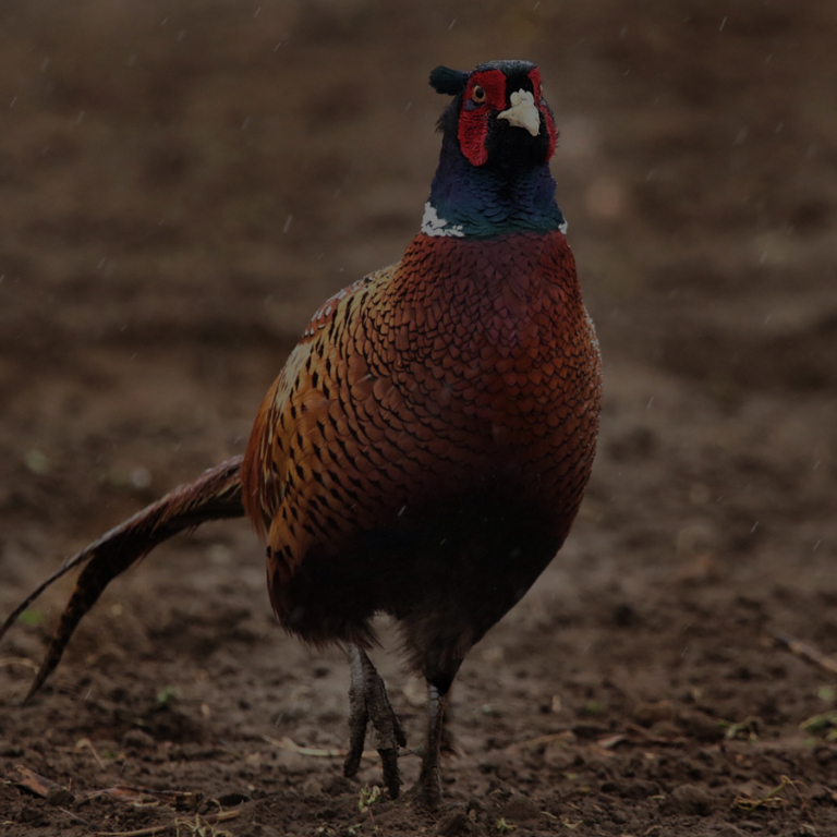 A ring-necked pheasant in flight