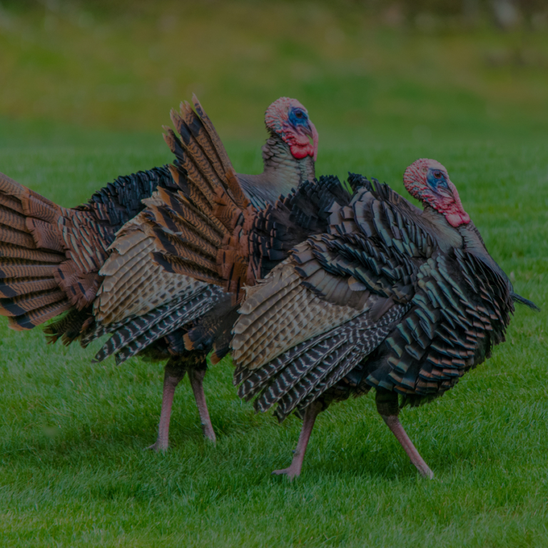A close-up of turkeys on a farm