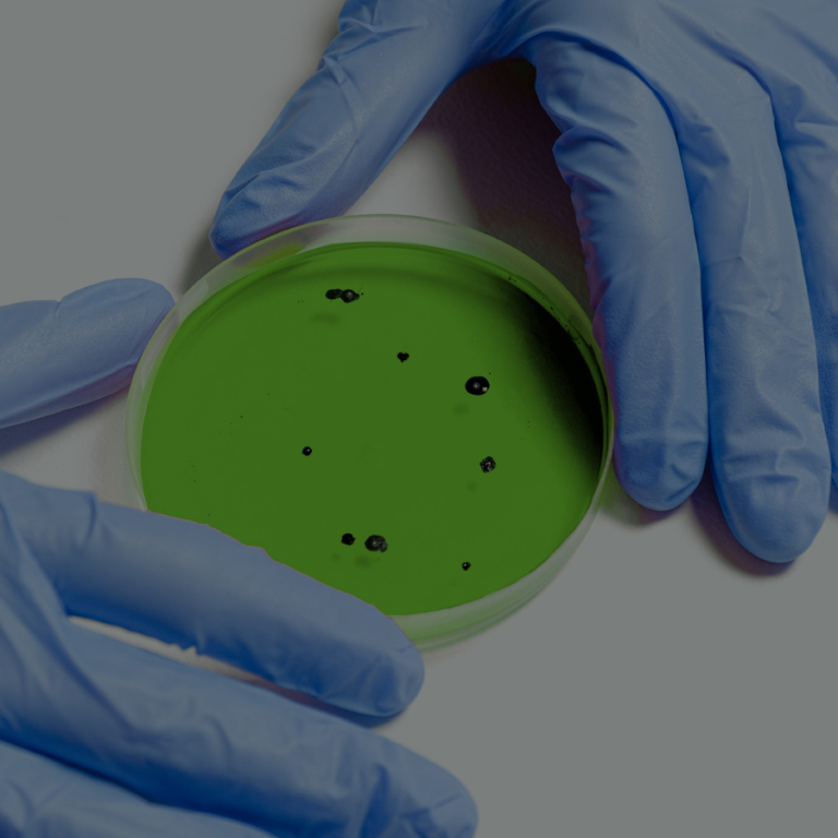 Bacteriological culture testing in the Inchcolm laboratory
