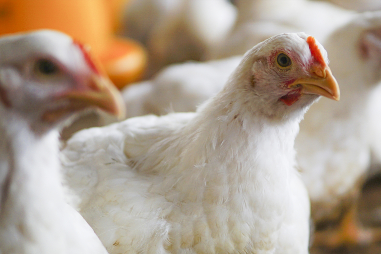 A large flock of broiler chickens inside a modern poultry house