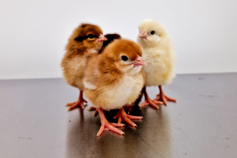 Eggs inside an egg incubator
