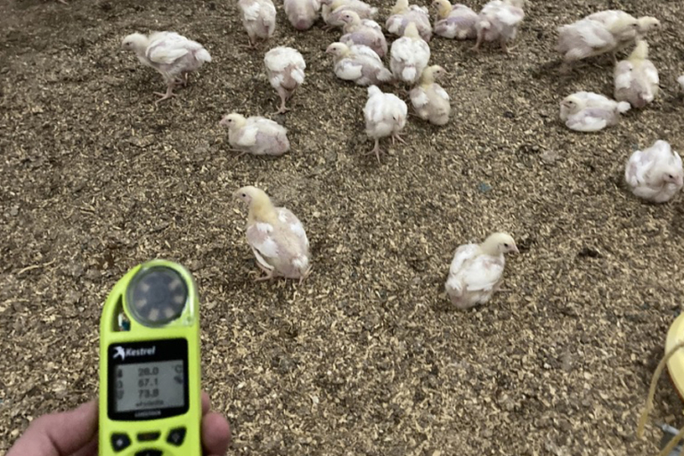 A young pullet walking on grass on a farm